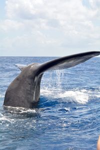 Scenic view of whale tale in sea against sky