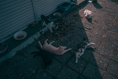 High angle view of group of cats on footpath