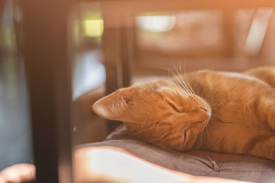 Close-up of a cat sleeping