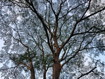 Low angle view of bare tree against sky