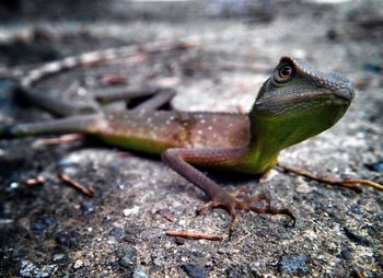 Close-up of an animal