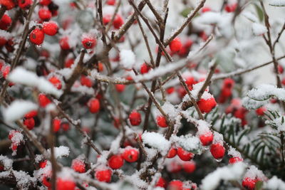 Close-up of frozen berries on tree