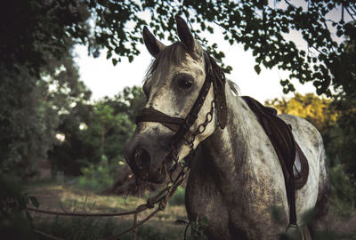 Close-up of horse standing against trees