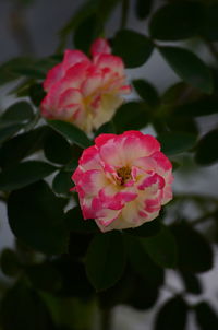 Close-up of pink rose