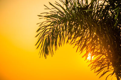 Low angle view of palm tree against orange sky