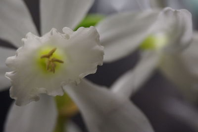 Close-up of flower