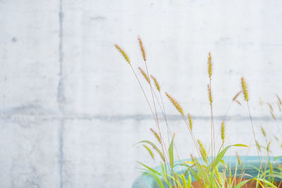 Close-up of stalks against blurred background