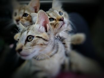 Close-up of kittens at home