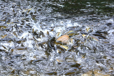 High angle view of fish swimming in sea