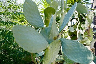 Close-up of succulent plant