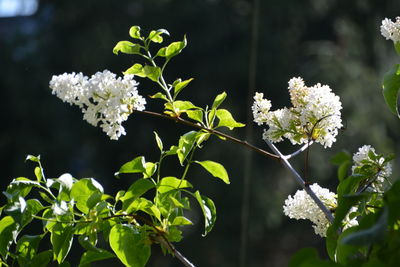 Close-up of white flowers