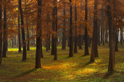 Trees in forest during autumn