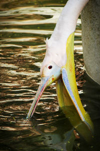 Close-up of pelican in water