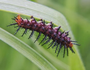 Close-up of caterpillar on leaf