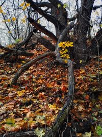 Autumn leaves on tree in forest