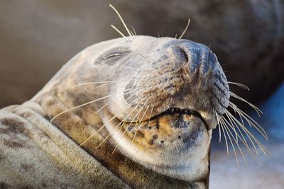 Close-up of an animal