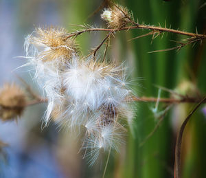 Close-up of dandelion on plant