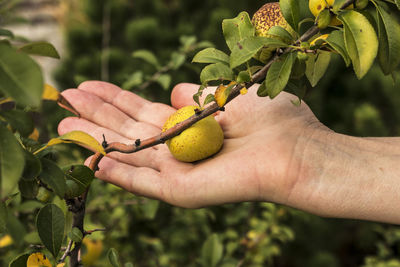 Wild quince. the fruit of a wild-growing quince in the hand of a middle-aged woman.
