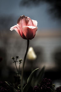 Close-up of coral tulip blooming outdoors