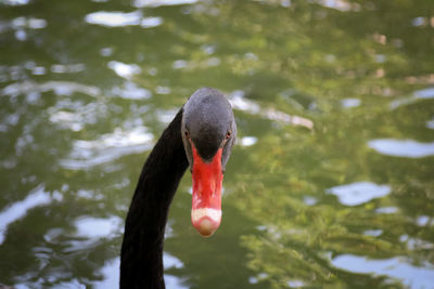 Close-up of black swan