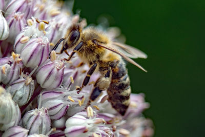 Close-up of bee pollinating on flower