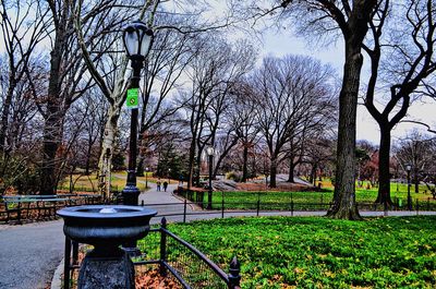 Bare trees in park