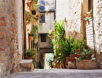 Potted plants against building