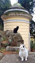 Cat sitting on a stone wall