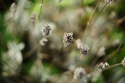 High angle view of flowering plant on field