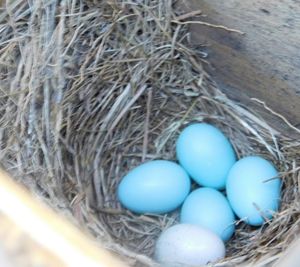 High angle view of eggs in nest