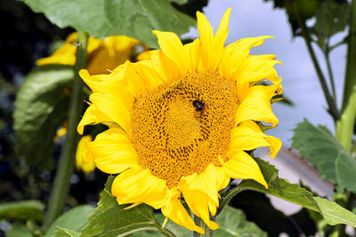Close-up of insect on sunflower