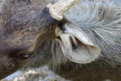 Close-up portrait of cow