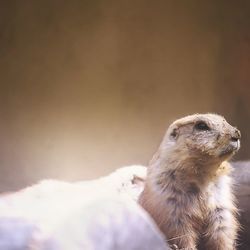 Close-up of meerkat