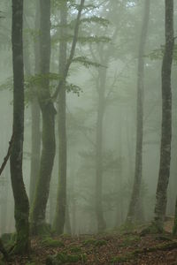 Trees in forest