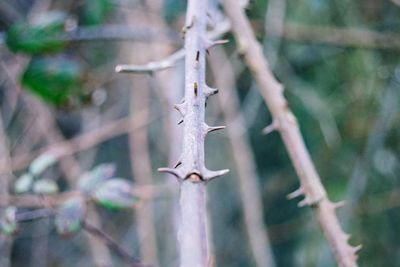 Close-up of plant against blurred background