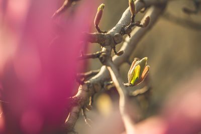 Close-up of red flower buds