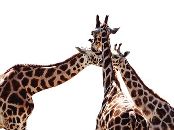 View of giraffe against sky