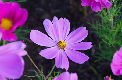 Close-up of pink cosmos flowers blooming outdoors