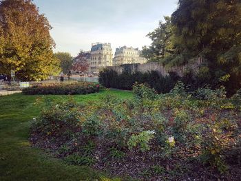 Trees and plants in park against sky