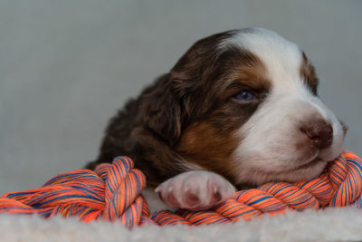Close-up of puppy looking away