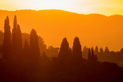 Sunset with cypress trees in backlight