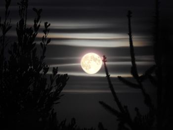 Close-up of silhouette plants against sky at night