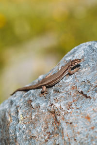 Close-up of lizard on rock