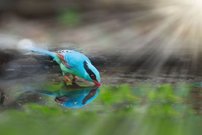 Close-up of blue bird perching on water