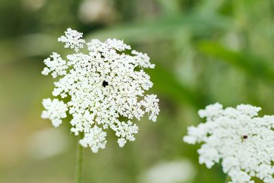 Close-up of white flowers