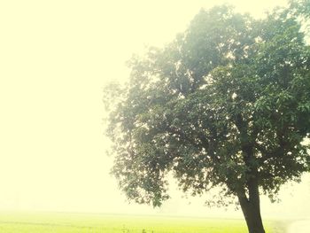 Trees on field against clear sky