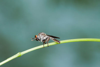 Close-up of insect on leaf