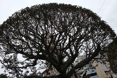 Low angle view of trees against sky