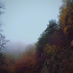 Trees in forest against sky during autumn