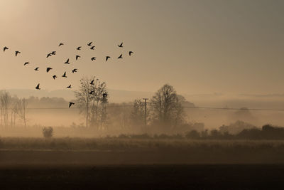 Birds flying over silhouette trees against sky during sunset